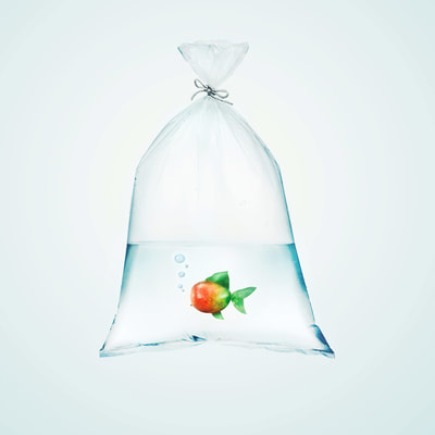 image of a fish made with a mango in a plastic bag, created as a visual content for a product launch