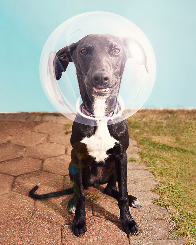 little dog styled with an astronaut helmet portrait in location with beautiful lighting and colours